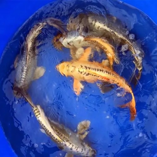 河南錦鯉繁育繁殖，專業的服務态度