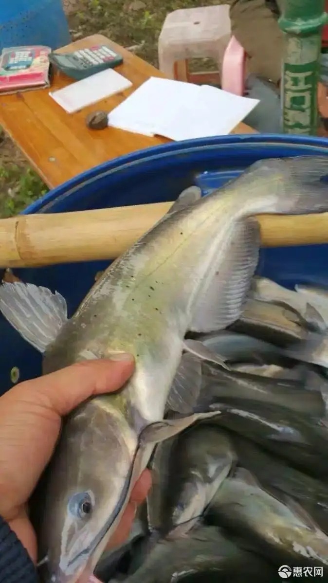 河南美國斑點叉尾回魚苗技術，河南回魚戶用心服務每一位客戶