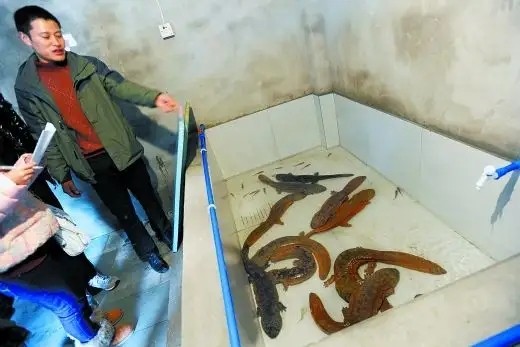 河南娃娃魚培育技術，享受高品質服務