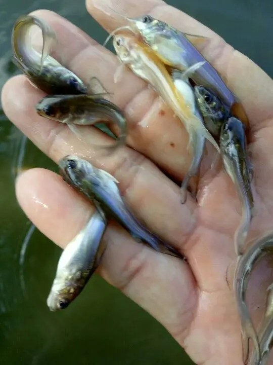 河南美國斑點叉尾回魚苗方法，多年經驗，客戶滿意的選擇
