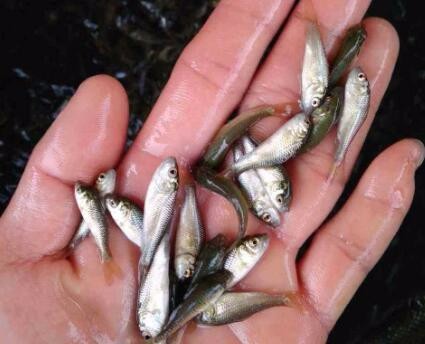 河南紅草魚苗繁育批發，水産魚苗暢銷全國，歡迎緻電垂詢