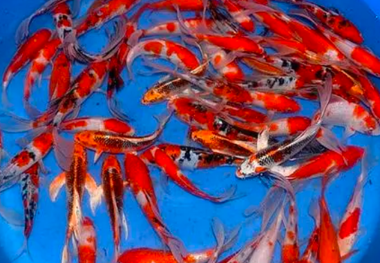 洛陽錦鯉魚養殖技術，現捕現發，價格實惠