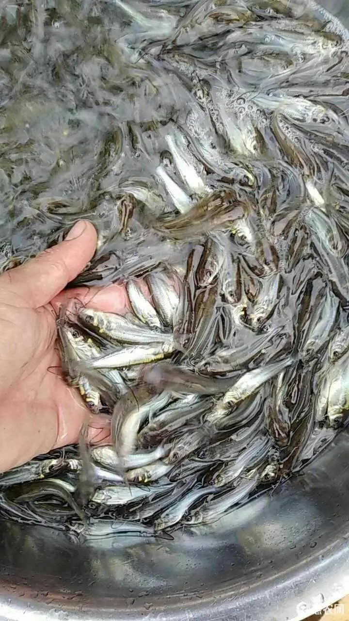 河南美國斑點叉尾回魚苗養殖，深受客戶好評