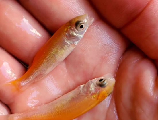 安陽紅草魚養殖成本，包成活，全程技術指導