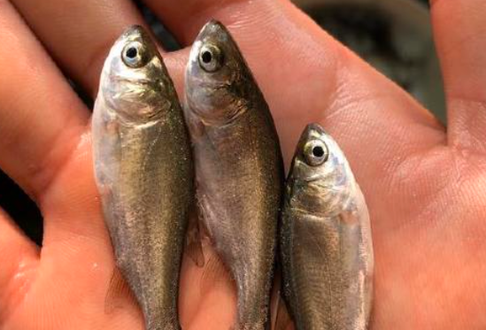 太康花白鲢魚養殖技術，提供科學養殖技術