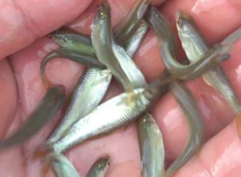 信陽藍草魚養殖技術，品種齊全，價格優惠