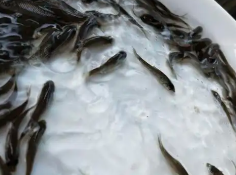 信陽養殖藍草魚技術，24小時在線咨詢