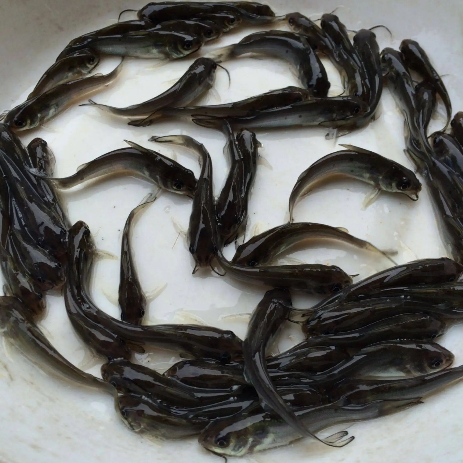 河南美國斑點叉尾回魚苗繁殖，誠信經營