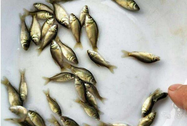 太康泥鰍苗鯉魚苗出售，科學的養殖方法