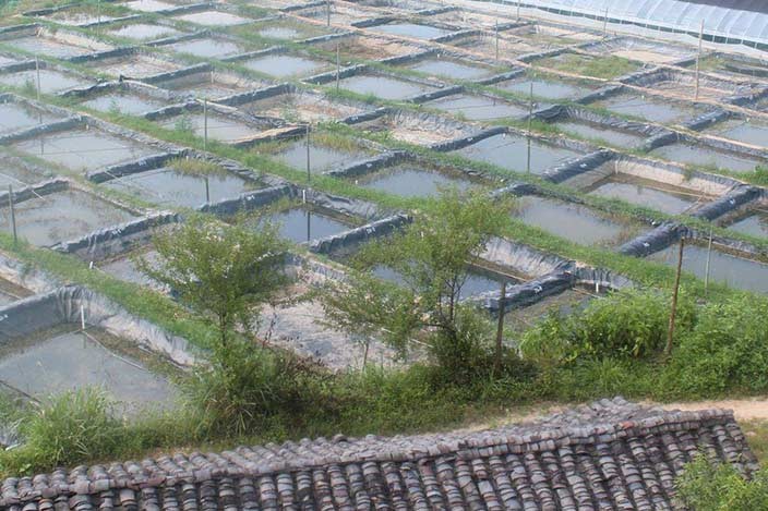 河南養殖泥鰍魚賺錢的河南方法，提供科學養殖技術