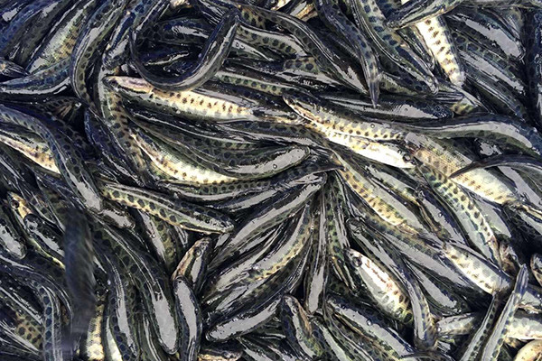 河南黑魚苗養殖，品種保證，值得信賴