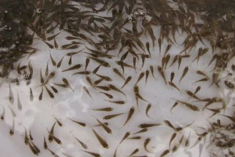 河南草魚苗繁殖，現撈現發，品質保證