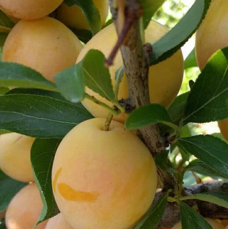 供应西梅苗品种金西梅苗木