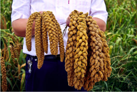 谷子和小米是一种东西吗