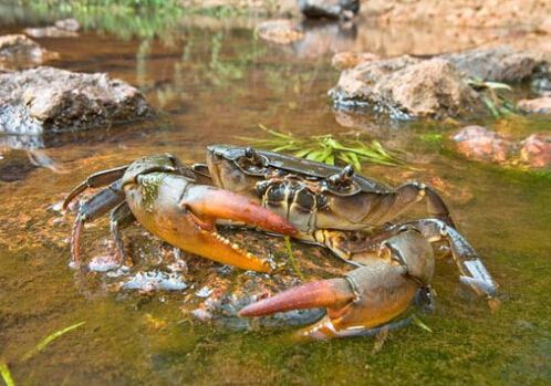 池塘无公害河蟹的养殖技术