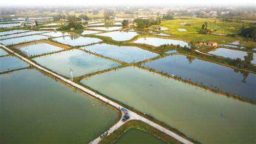 在池塘养殖条件下,饲料是污染水质的主要因素.