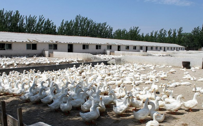 鸭舍场址选择的省钱技巧