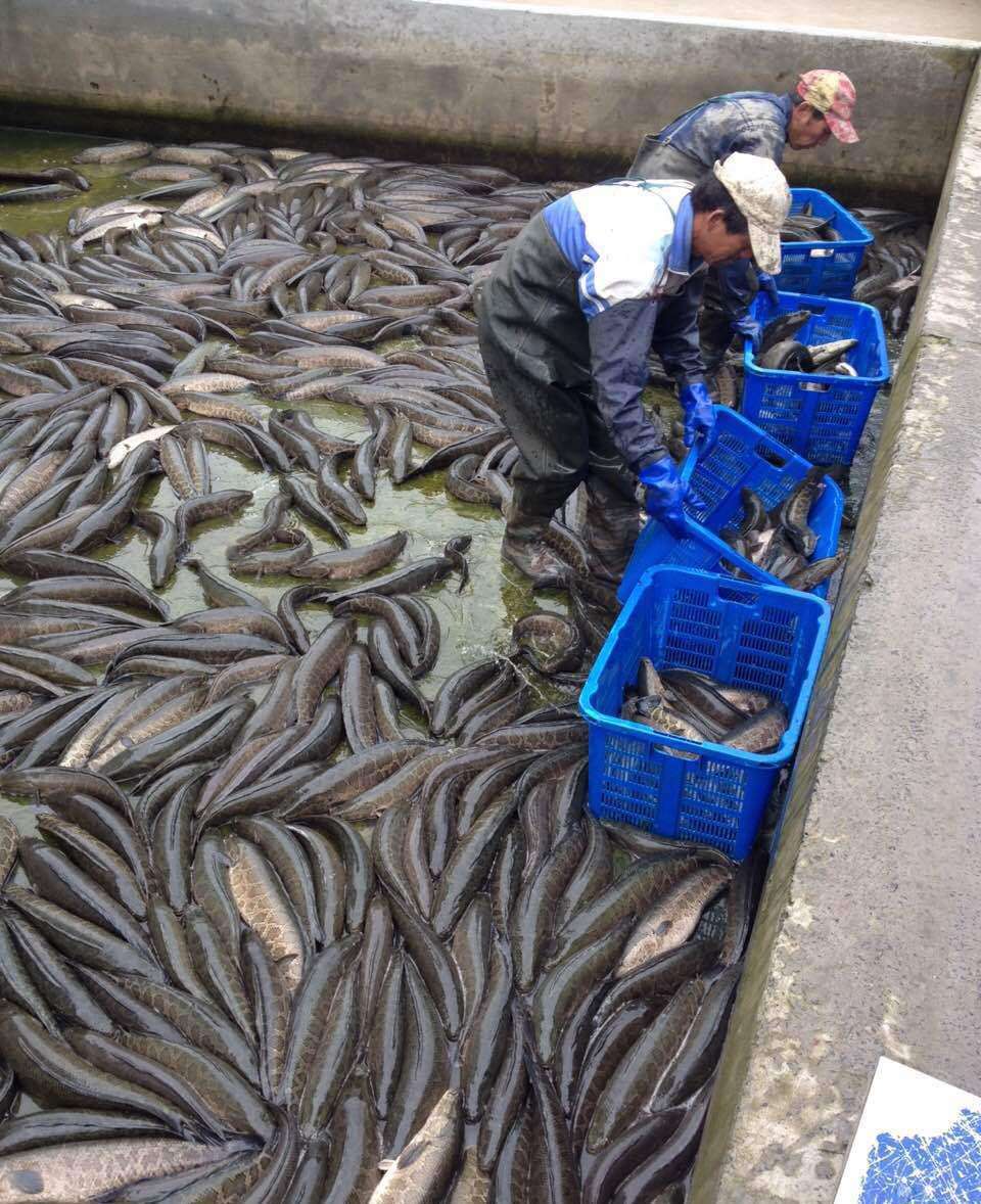 黑魚行業是不是到了危險的時候?