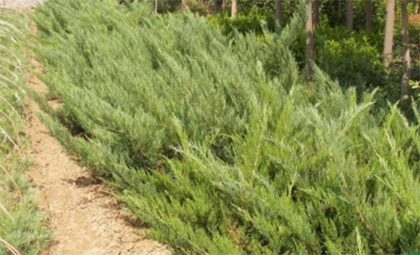 沙地柏叶片发黄原因及对策