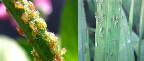 啶虫脒的作用及使用方法