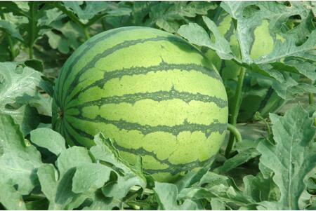 西瓜也分公和母,母的好吃?