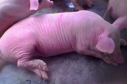 根据您的描述有可能是猪附红细胞体病,老百姓称红皮病,是一种有立克次