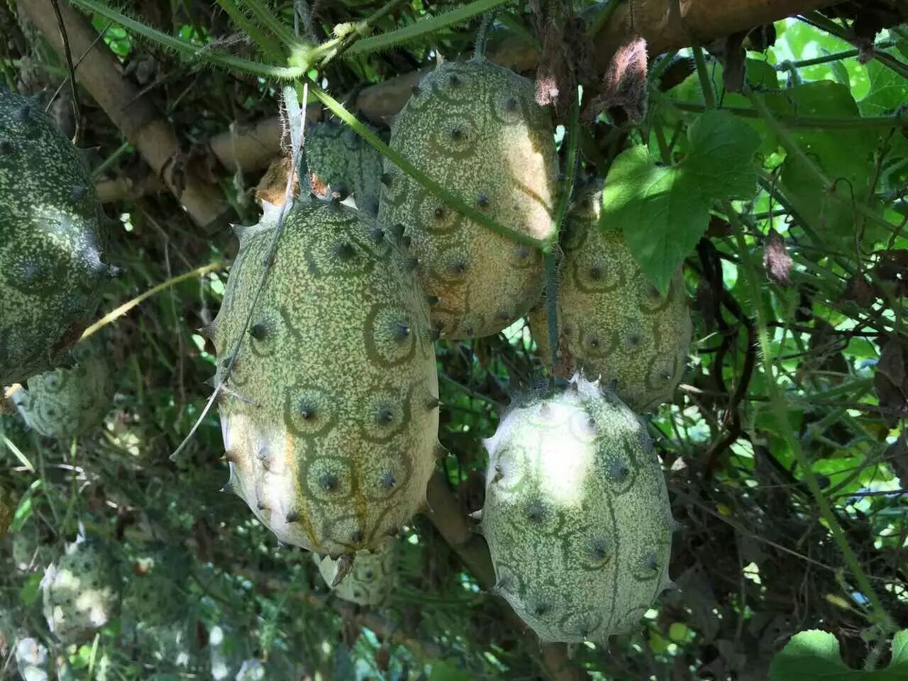 火参果刺角瓜营养价值火参果种子批发