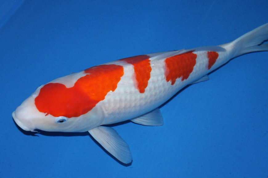 苏州锦鲤观赏鱼养殖场