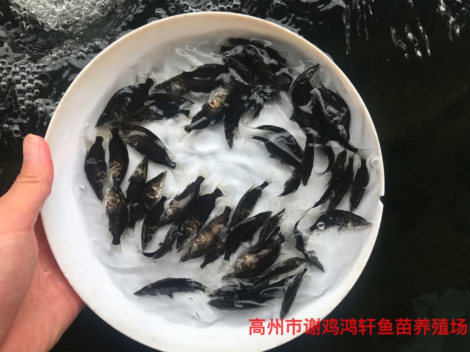 斑鳜鱼苗出售桂花鱼苗出售价格杂交桂花鱼苗
