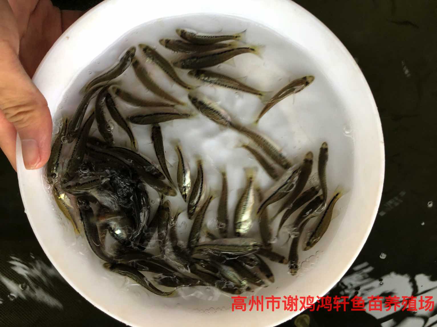 加州鱸魚苗養殖基地反季加州鱸魚苗成活率高淡水鱸魚苗