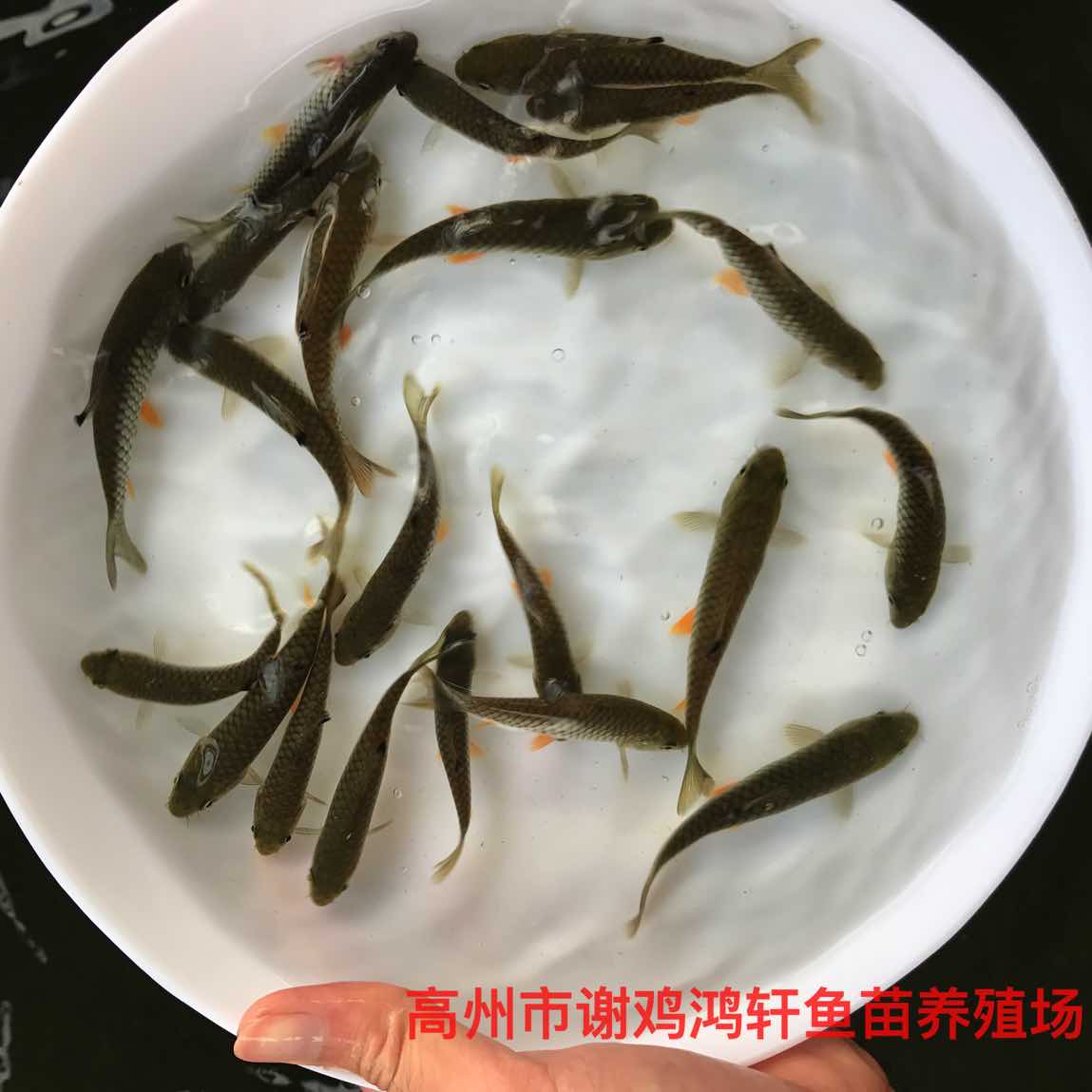 四川鸭嘴鱼养殖基地图片