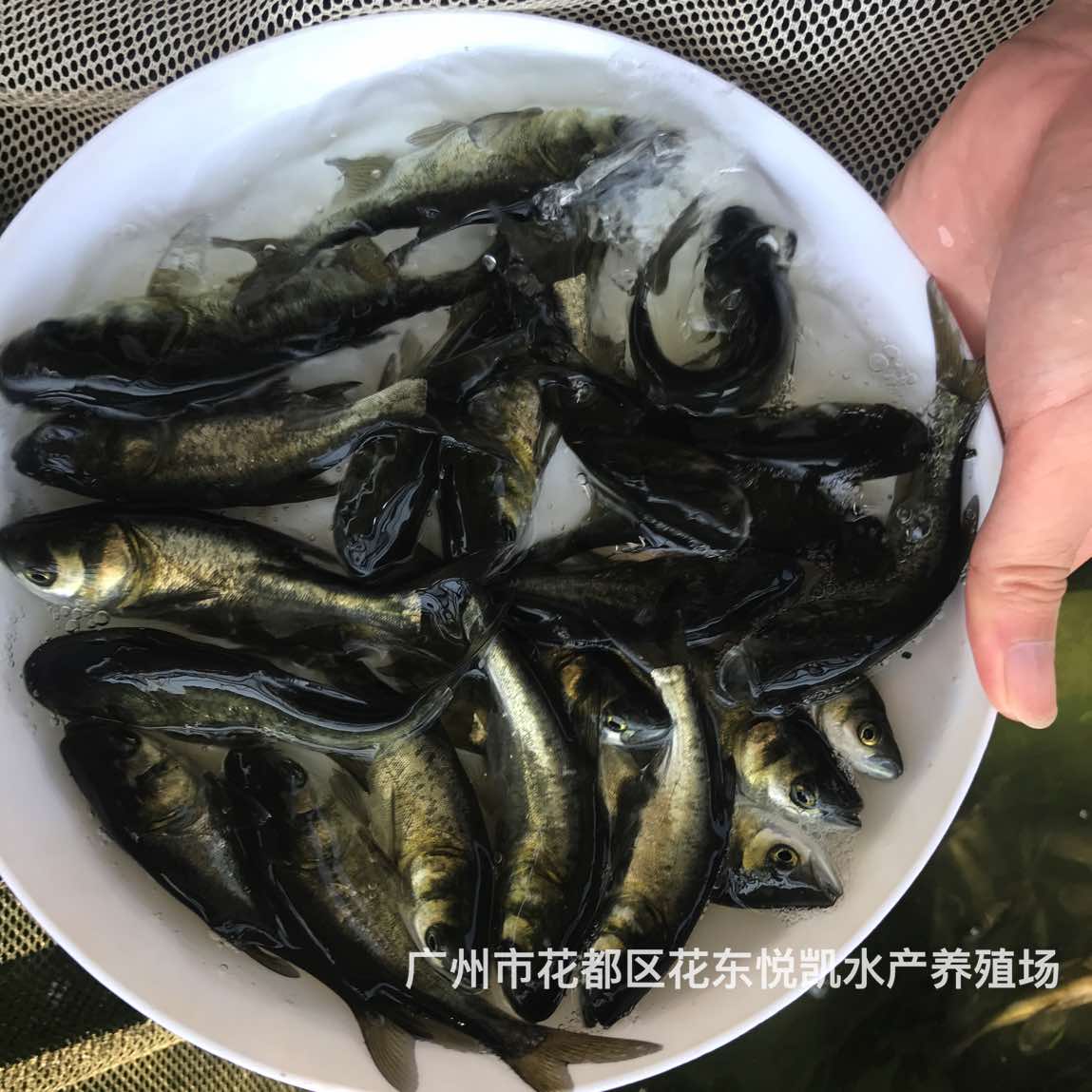 广西桂林扁鱼苗广西南宁白鲢鱼苗批发