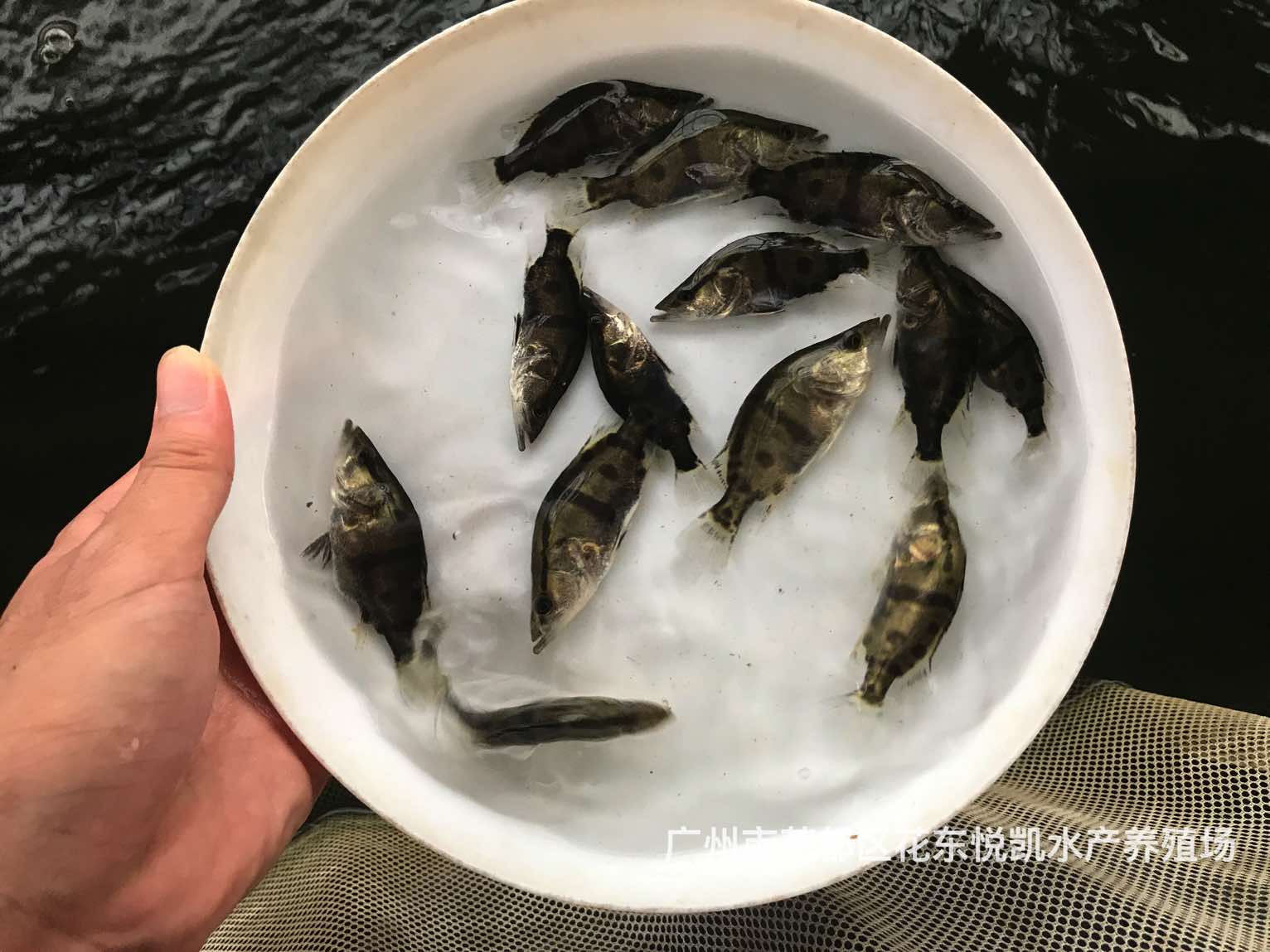 桂花鱼苗批发价格吃饲料桂花鱼苗成活率高的杂交桂花鱼苗