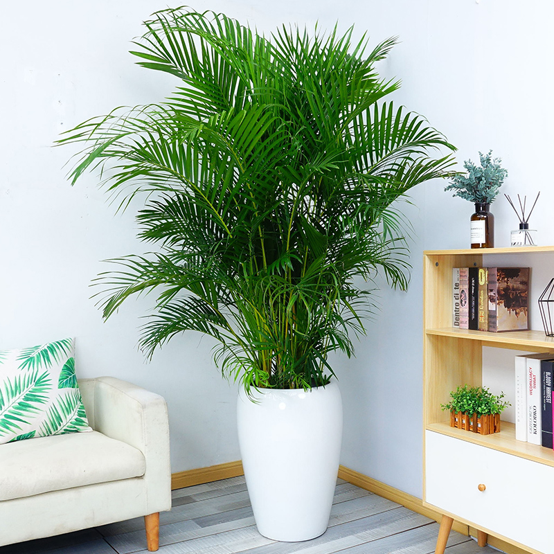 武汉三百多种室内花卉植物盆景,武汉大中小绿植花卉租