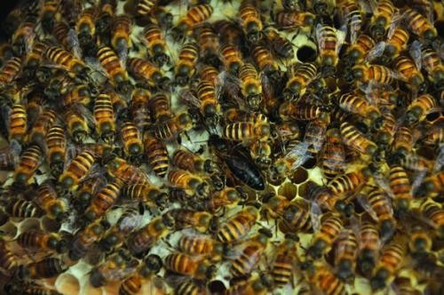 黔東南黃平中蜂養殖技術，一對一技術培訓