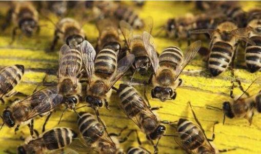 畢節蜂種繁育供應，免費傳授技術，免費上門指導