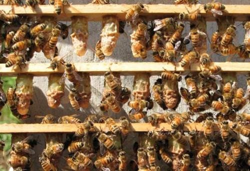 銅仁養蜂技術培訓咨詢服務，養殖創業項目培訓