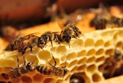 銅仁中蜂養殖技術，銅仁養殖創業項目培訓