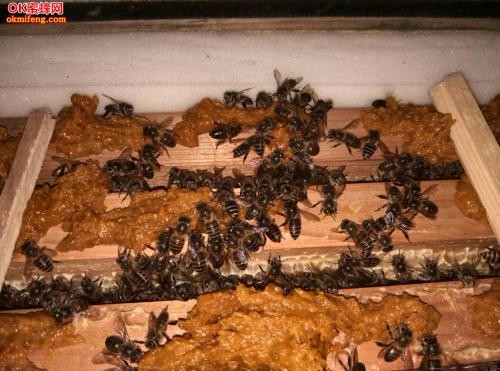 貴陽市蜜蜂養殖技術，養殖基地，品質純正