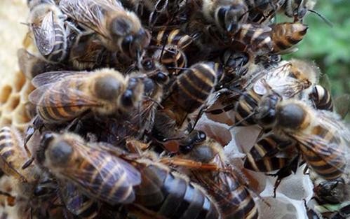 銅仁蜂種繁育供應，養殖創業項目培訓