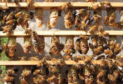 黔東南黃平蜜蜂繁育和養殖，一對一技術培訓