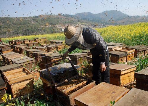 六盤水市養蜂技術培訓，蜂蜜養殖，前景可觀