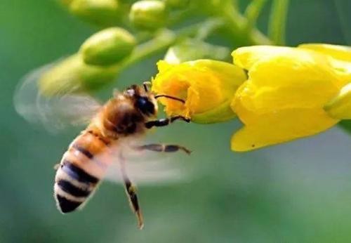 遵义市蜜蜂繁育和养殖，遵义成本低，市蜜商机有商机
