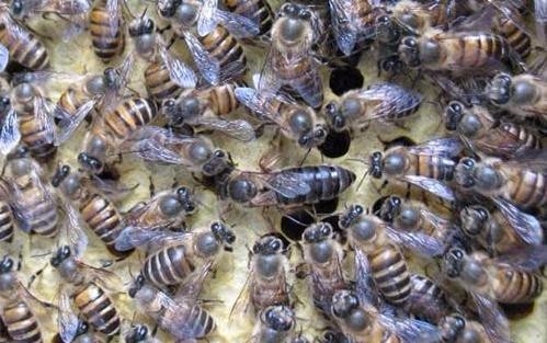 畢節蜜蜂繁育和養殖，免費傳授技術，免費上門指導
