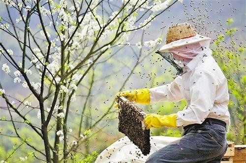 黔東南黃平蜜蜂養殖基地，黔東一對一技術培訓
