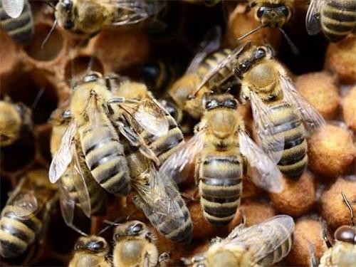 黔東南蜂蜜加工研發，效益行業，存活率高