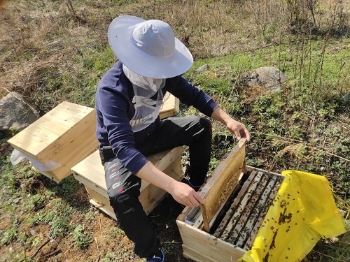 黔東南丹寨中蜂養殖技術，科學養殖
