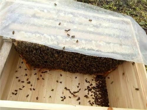 黔東南鎮遠中蜂養殖技術，養殖技術指導
