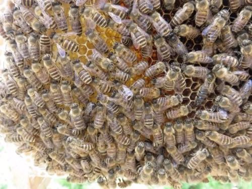 六盤水市蜂種批發，蜂蜜養殖，前景可觀