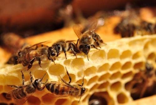 黔東南蜜蜂繁育和養殖，效益行業，存活率高